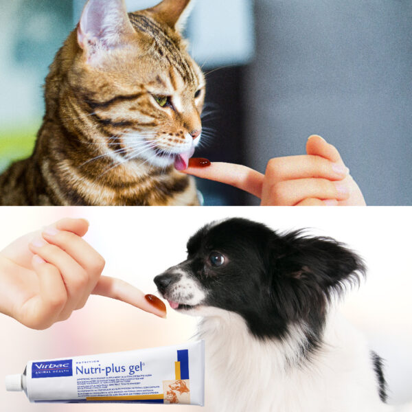 ニュートリプラスゲル 犬猫用 120.5g×１本 - 画像 (2)